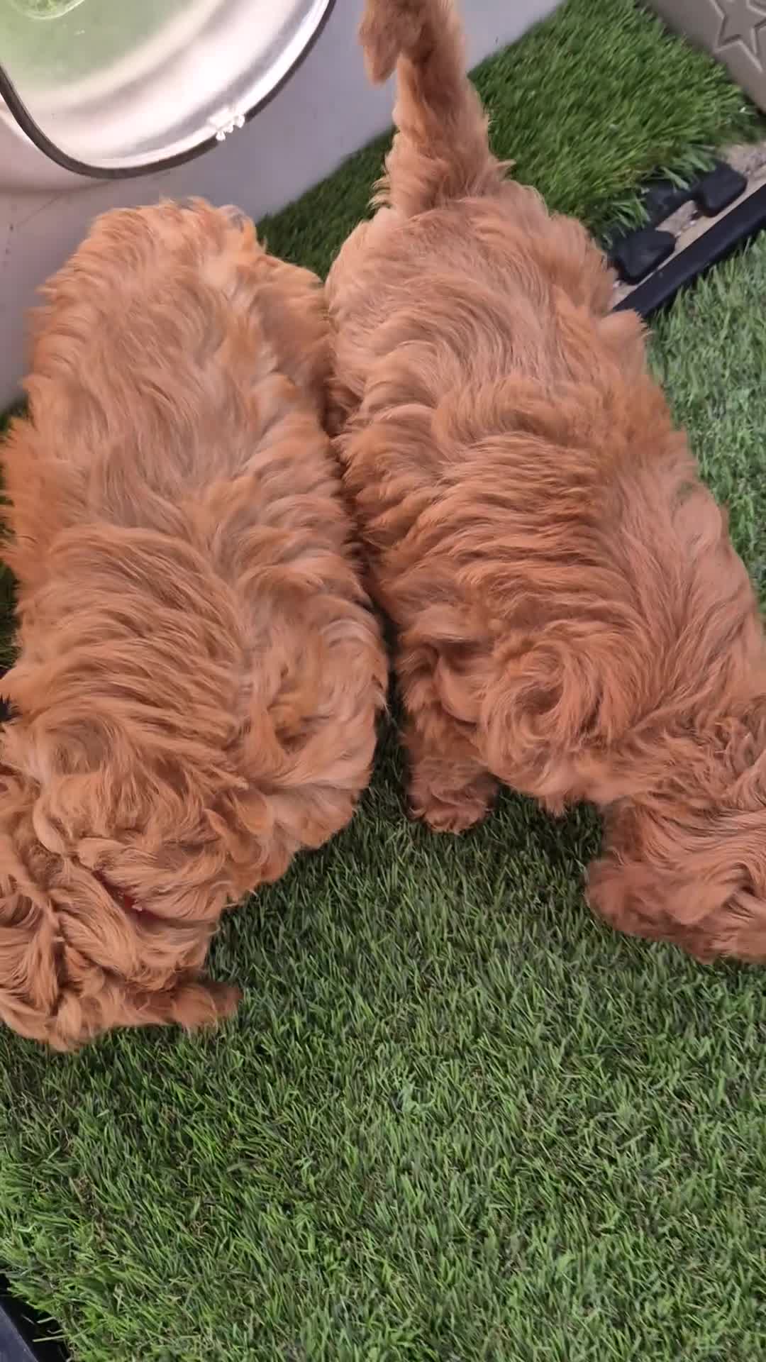 Cavapoo dogs for sale: WAITING LIST NOW OPEN FOR SUMMER 2026.  - Video 1