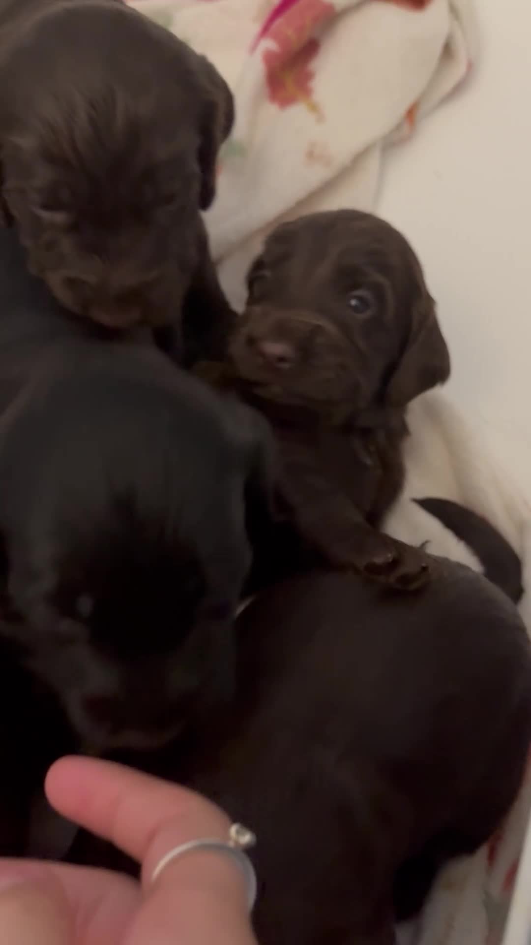 Cockapoo dogs for sale: F1B cockapoo puppies - Video 5