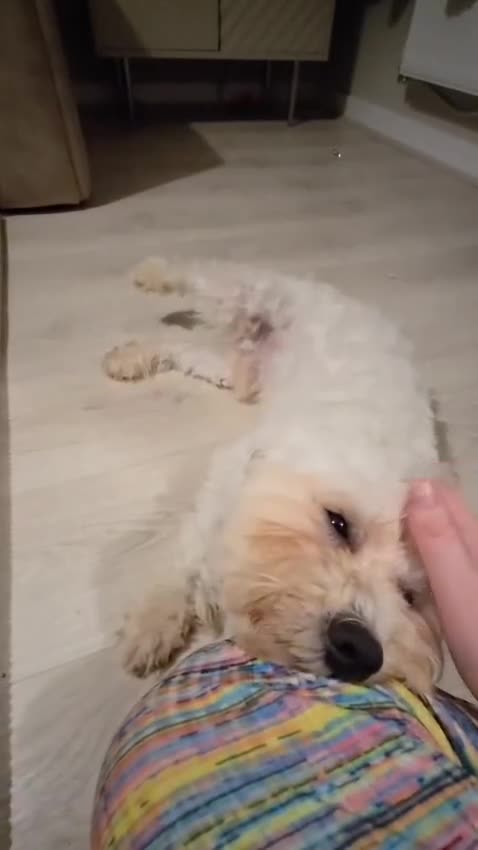 Mixed Breed dogs for sale: 11 month old Maltese x bichon - Video 1
