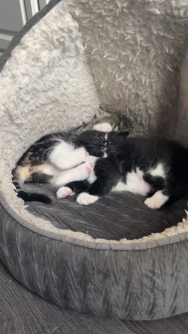 Mixed Breed cats for sale: ✨Beautiful cats✨ in Rotherham - Video 2