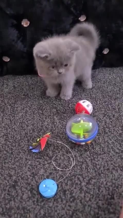 British Shorthair cats for sale: Female British Shorthair Kitten! - Video 3