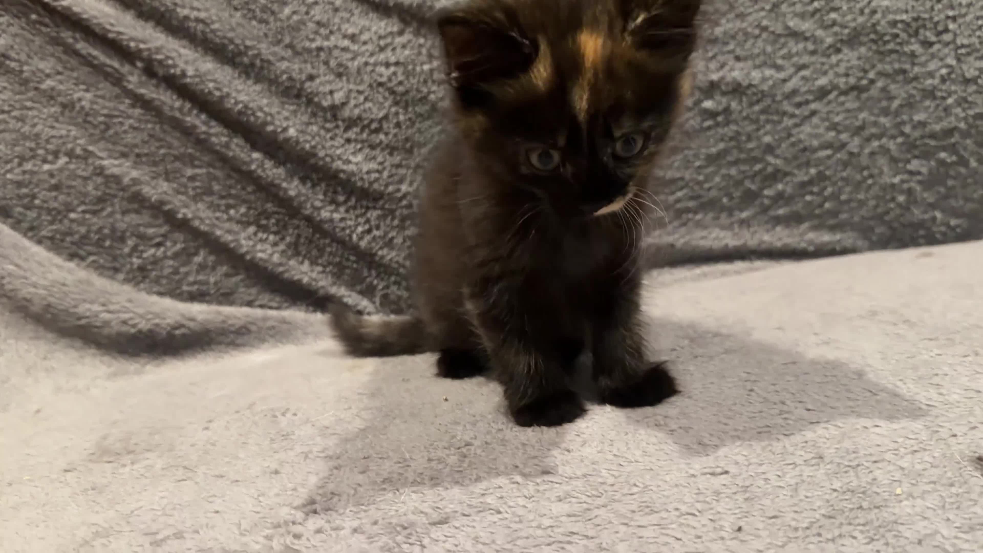 Mixed Breed cats for sale: Two beautiful kittens looking homes 🐾🤍 - Video 1