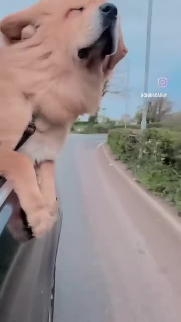 Tibetan Mastiff dogs for sale: Tibetan Mastiff Gentle Giants Champion Bloodlines  - Video 3