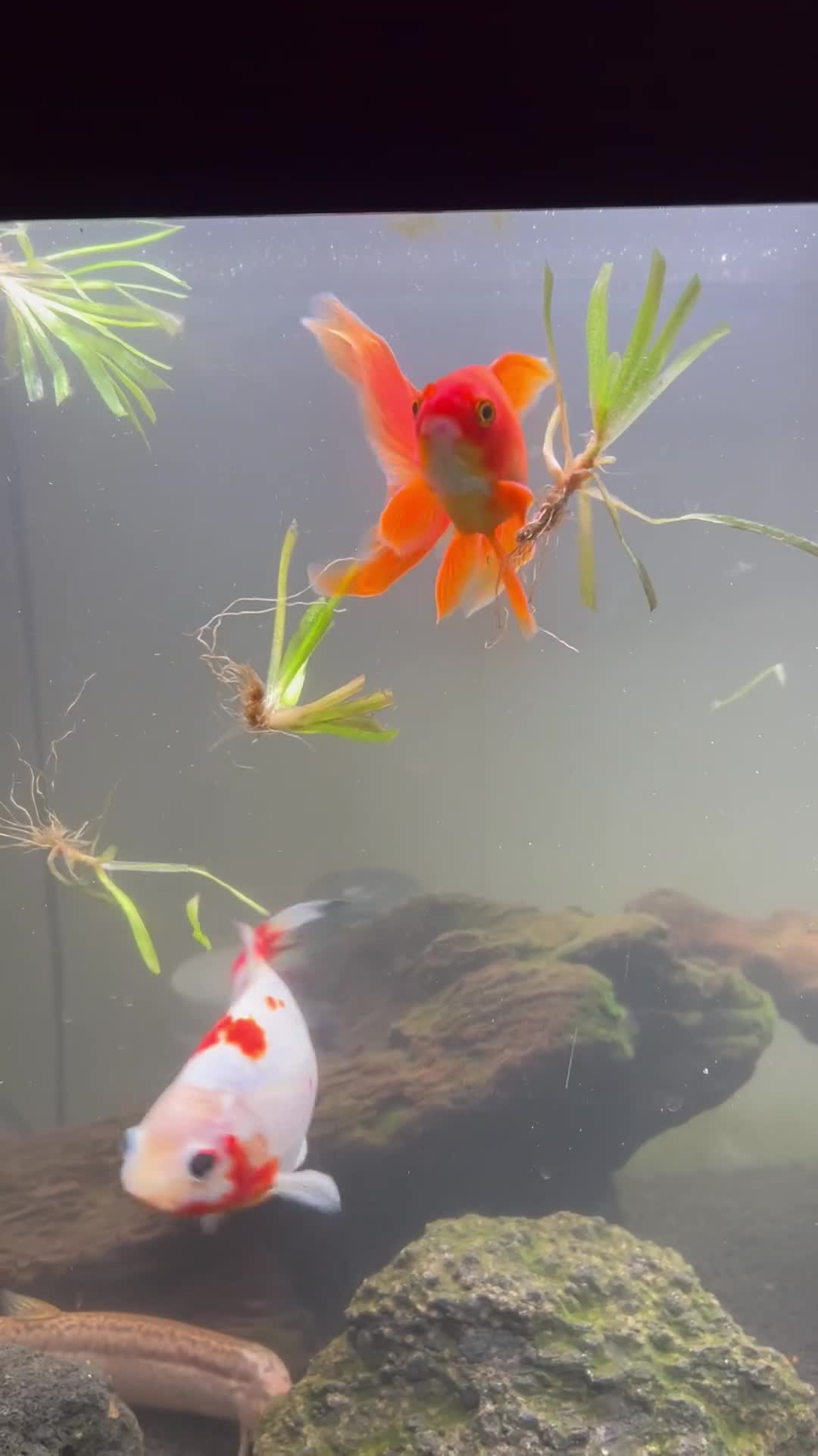 Goldfish fish for sale: 2 x goldfish 1x weather loach - Video 3