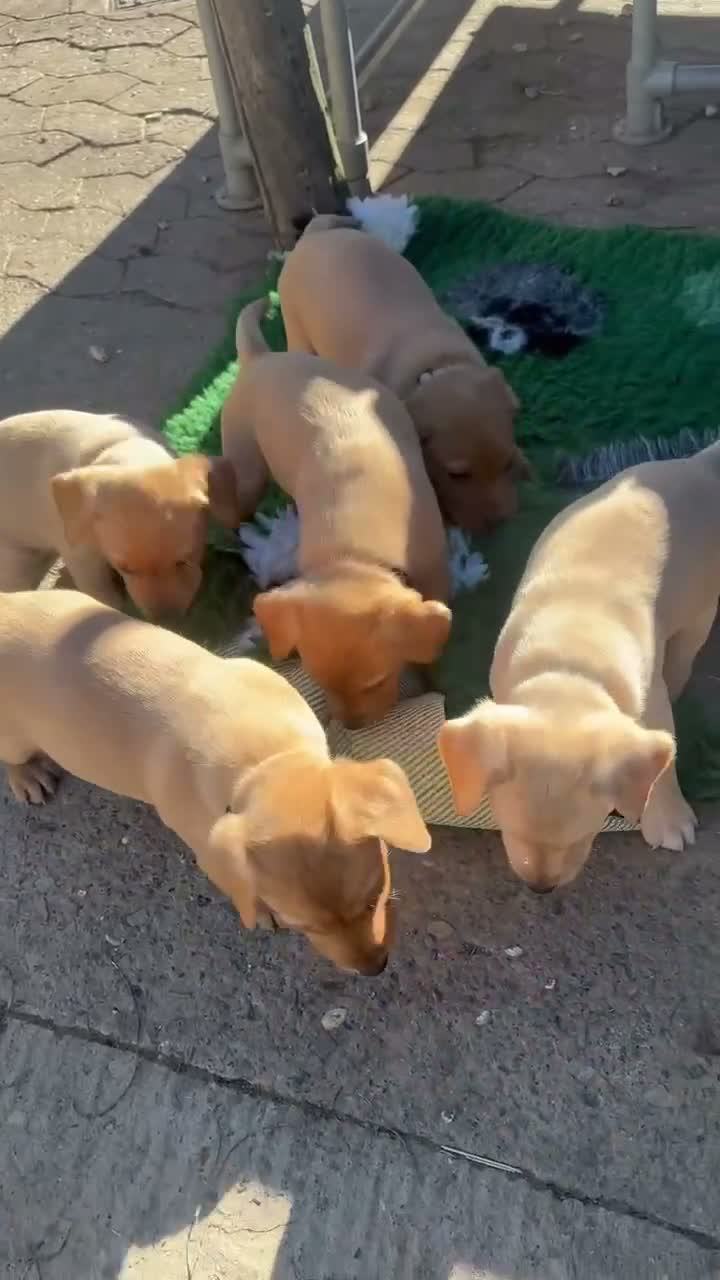 Labrador Retriever dogs for sale: RKC health checked working Labradors  - Video 3