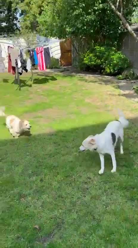 Mixed Breed dogs for adoption: Felipe  - Video 1