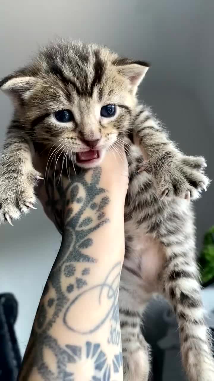 Mixed Breed cats for sale: Adorable kittens forsale  - Video 1