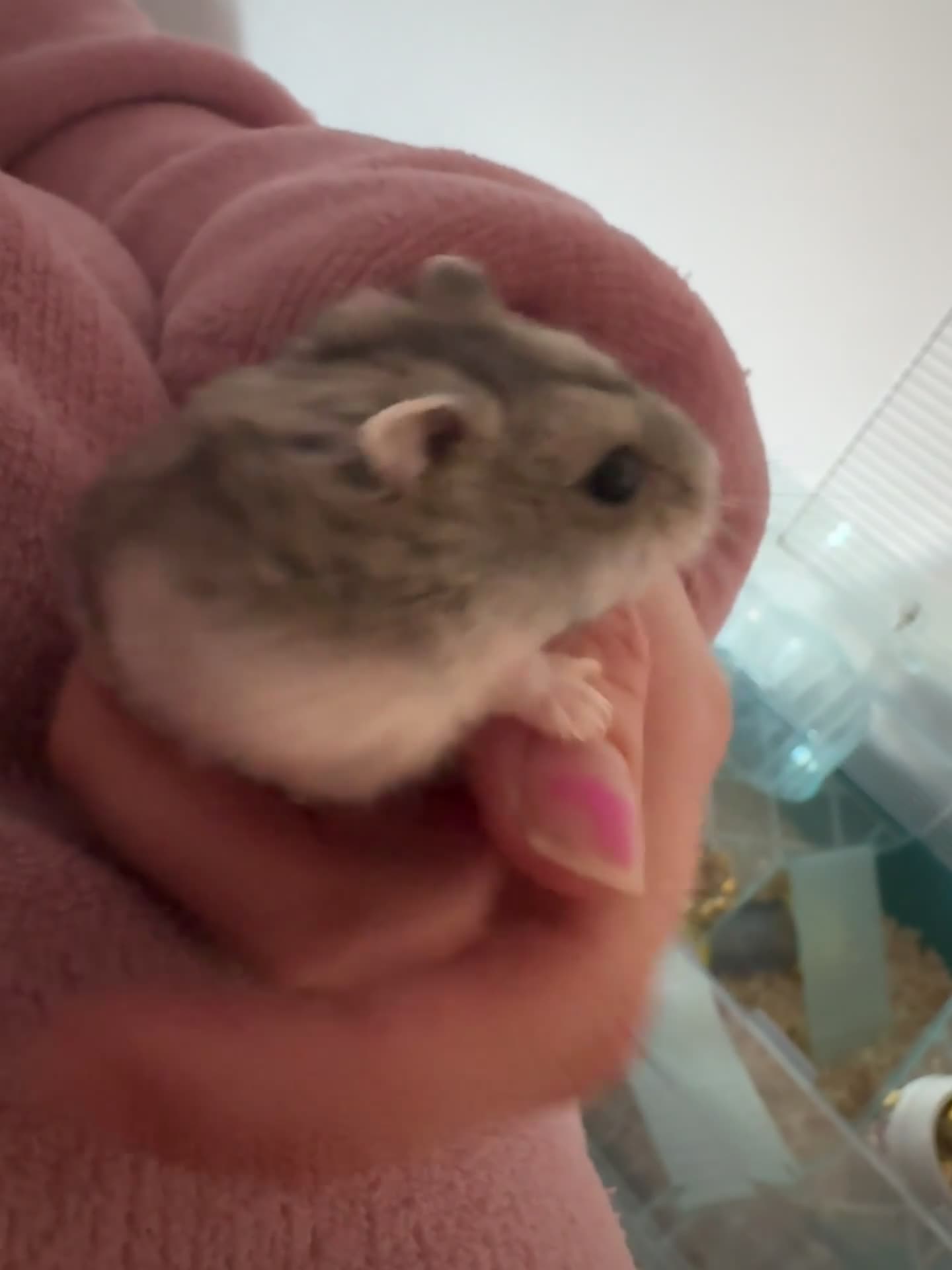 Hamster rodents for sale: Dwarf hamster  - Video 2