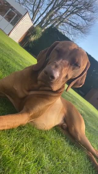 Hungarian Vizsla dogs for stud: Proven KC Registered Hungarian Vizsla in Reading - Video 2