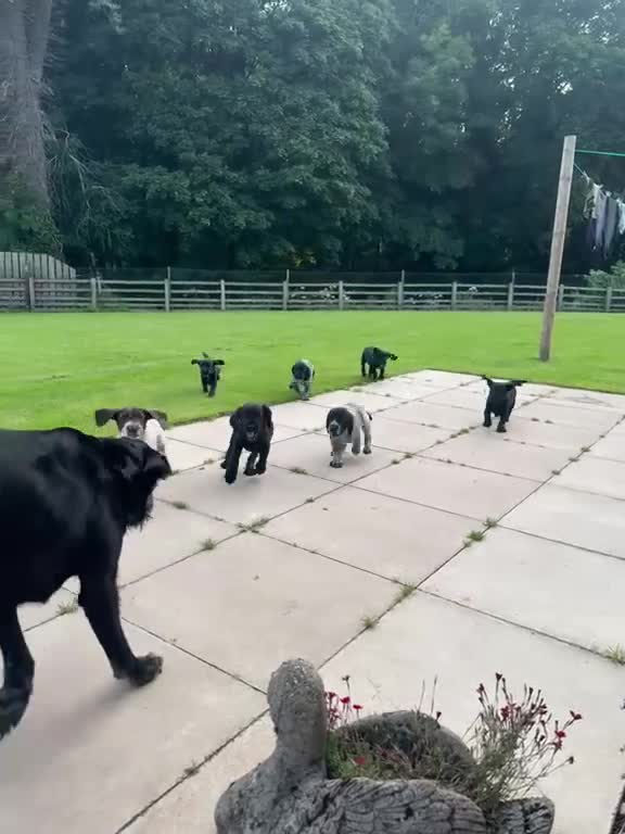 Mixed Breed dogs for sale: Last Chunky Dog Pup left GWPxLab - Video 1