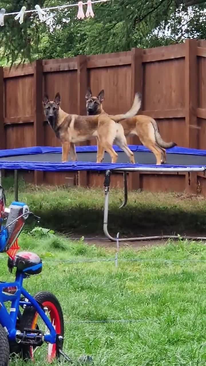 Belgian Shepherd Dog dogs for sale: Sisters  - Video 1