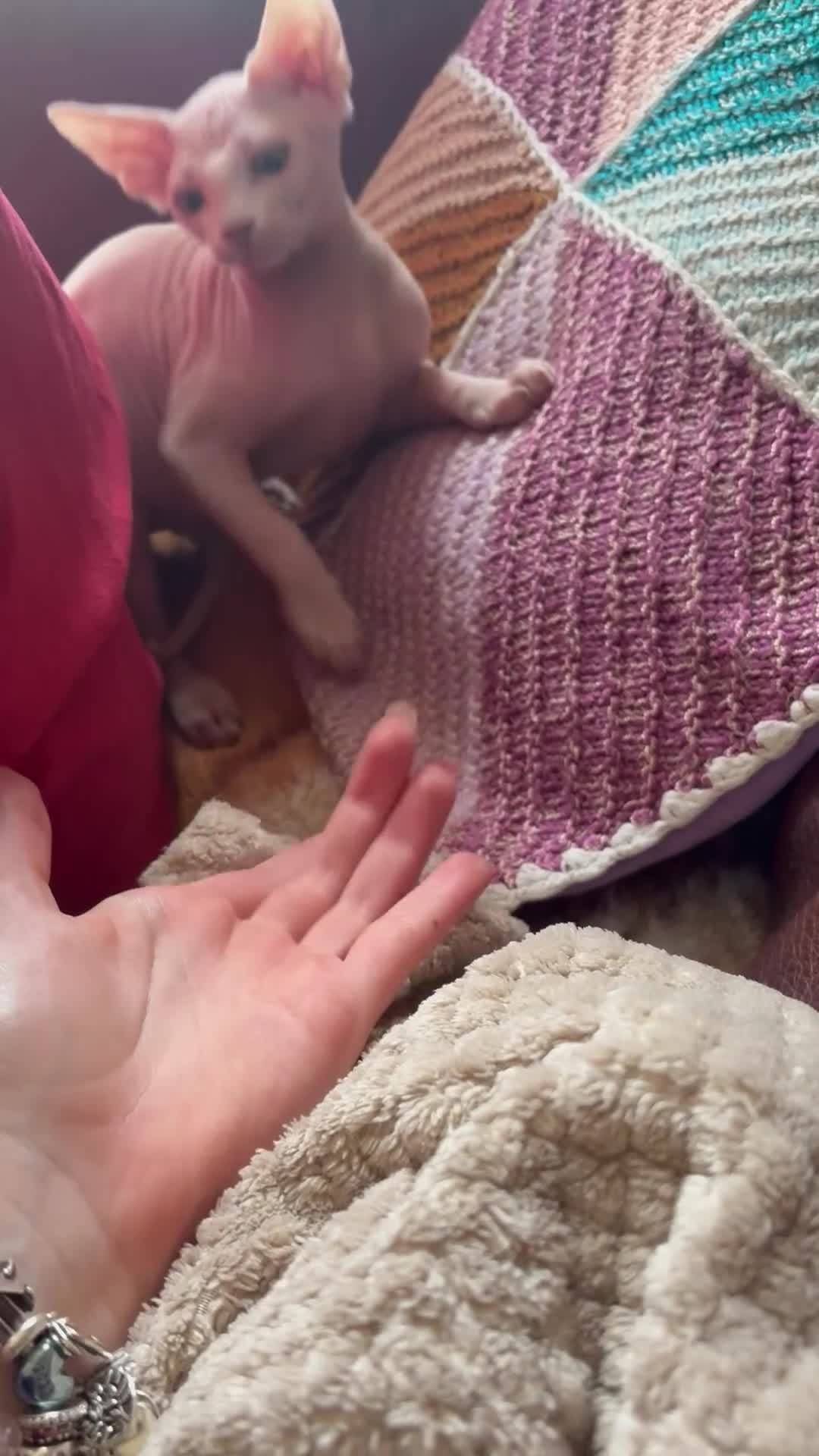 Sphynx cats for sale: Beautiful Sphynx Boy 😊 - Video 1