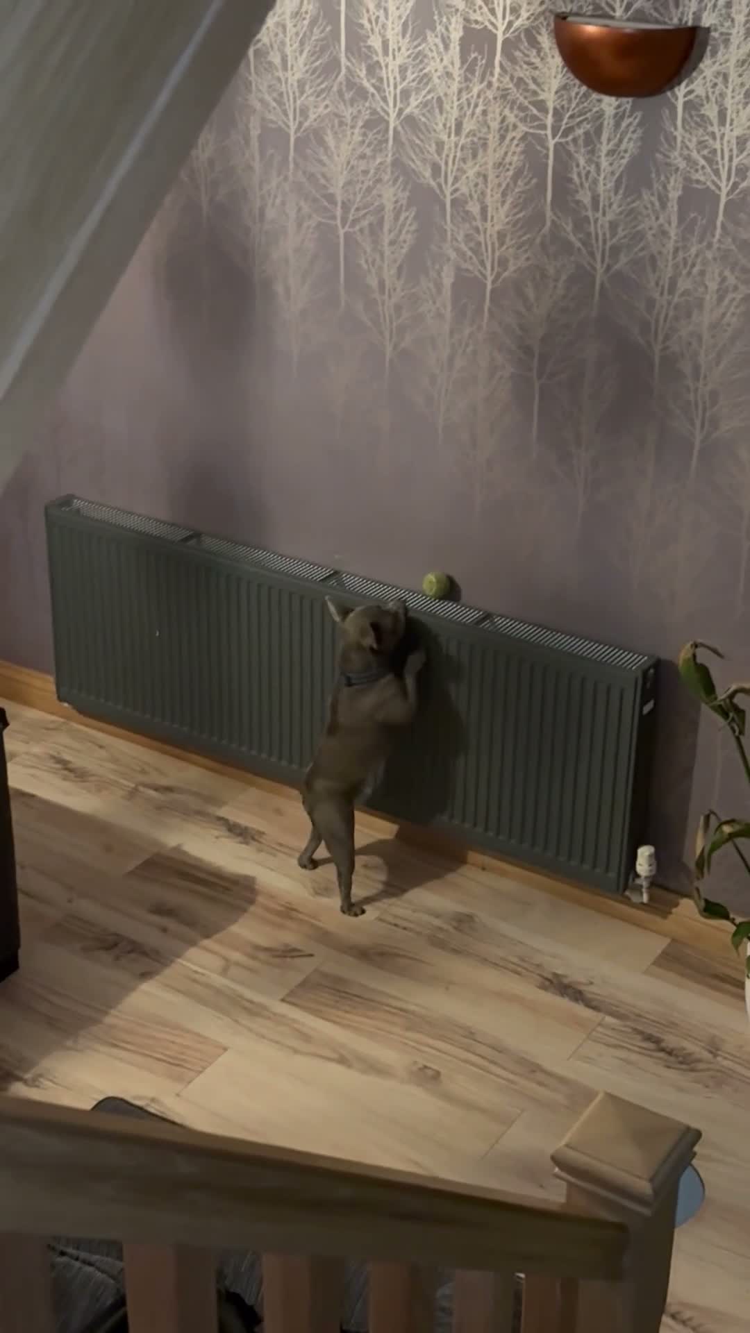 French Bulldog dogs for sale: Blue frenchie for sale in Manchester - Video 1