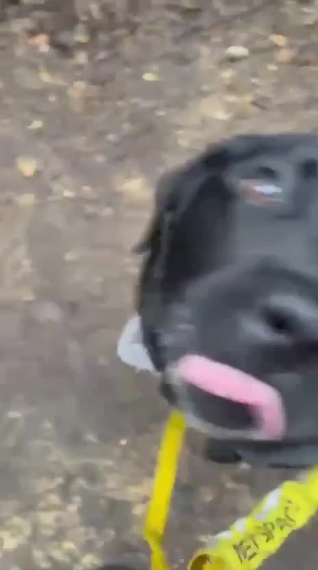 Labrador Retriever dogs for adoption: Ludo needs a loving home  - Video 1