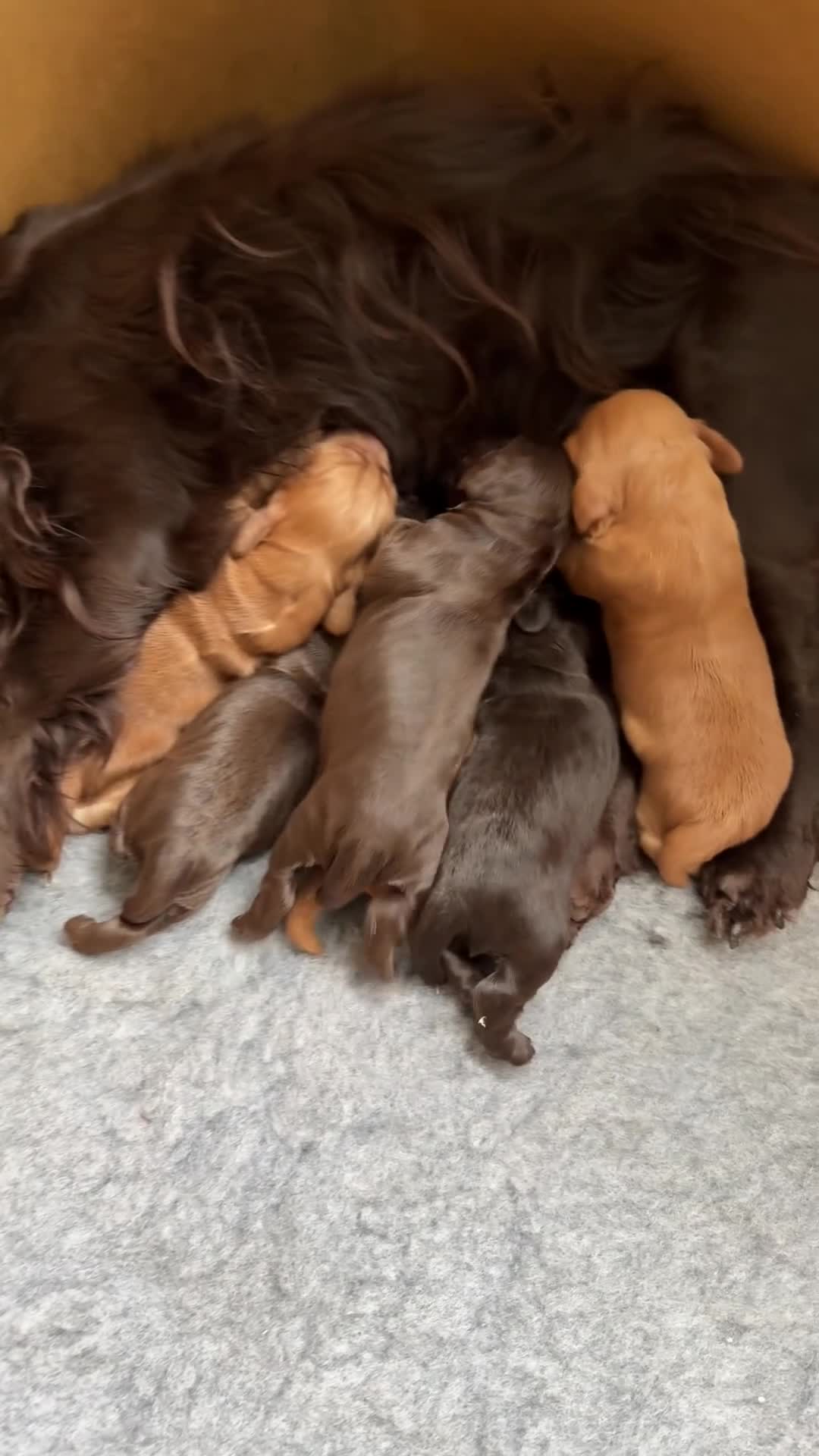 Cocker Spaniel dogs for sale: Kc registered Working cocker spaniel pups - Video 2
