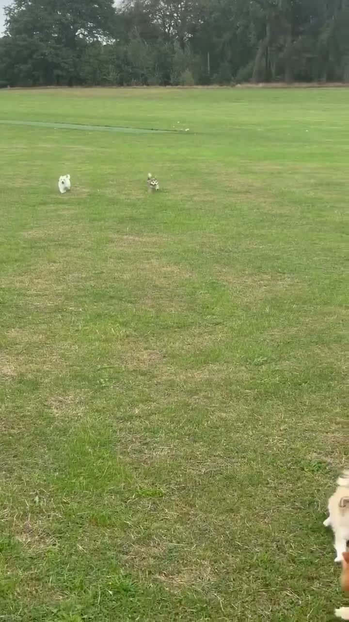 Mixed Breed dogs for sale: two puppies in Preston - Video 1