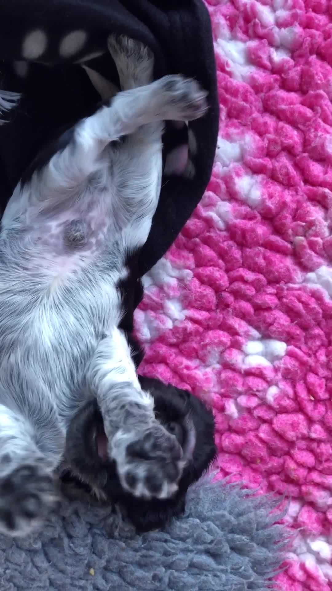Cocker Spaniel dogs for sale: 1 gorgeous show cocker male puppies available 😁 - Video 1