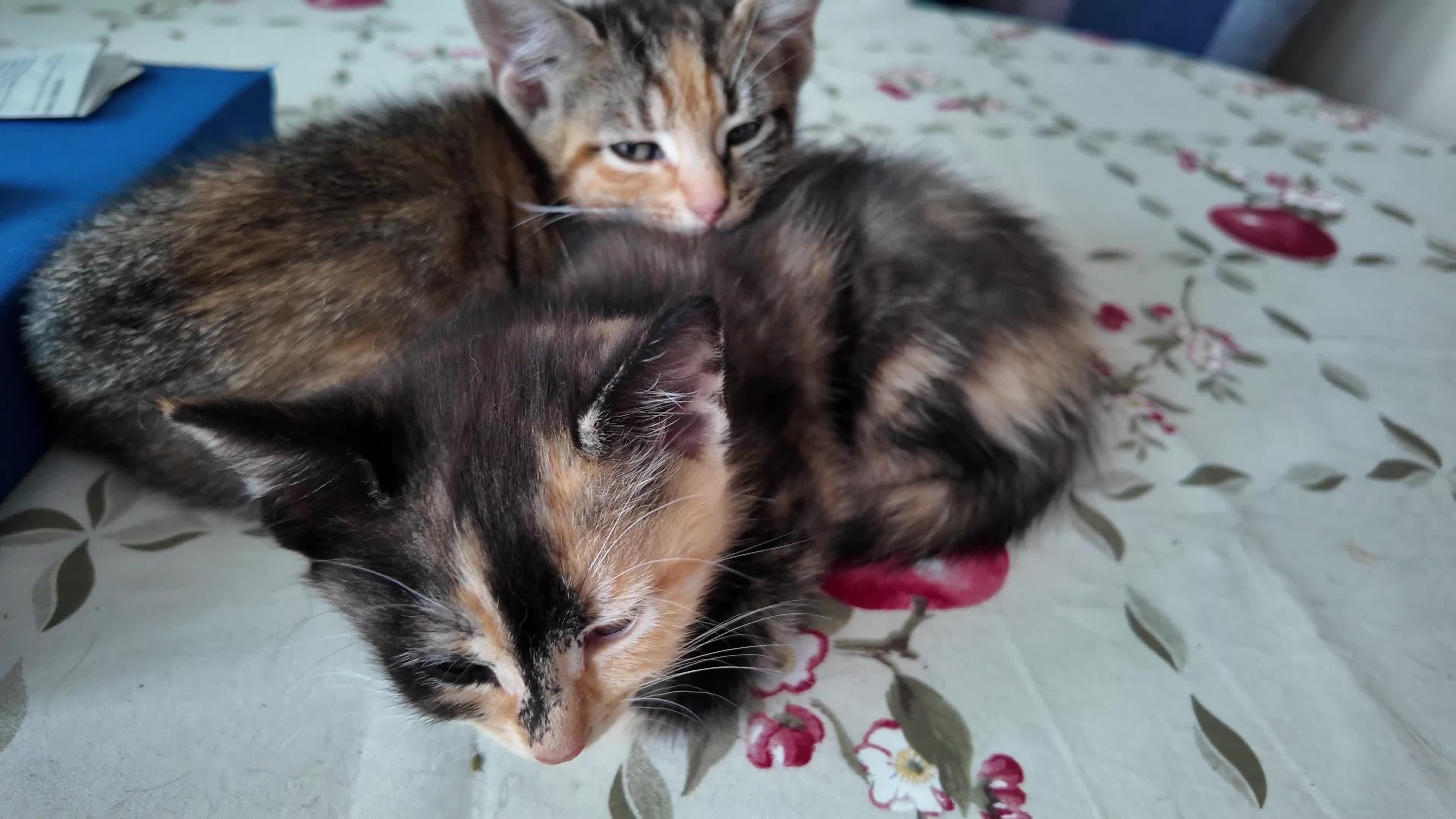 Mixed Breed cats for sale: 🐱 3 Beautiful Friendly Tabby Kittens in Milton Keynes - Video 1