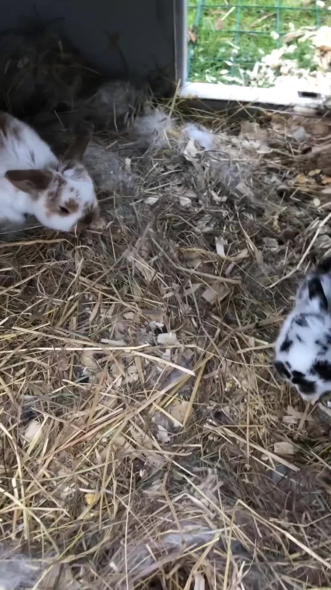 Mini Lop rabbits for sale: Mini lop kits for sale  - Video 2