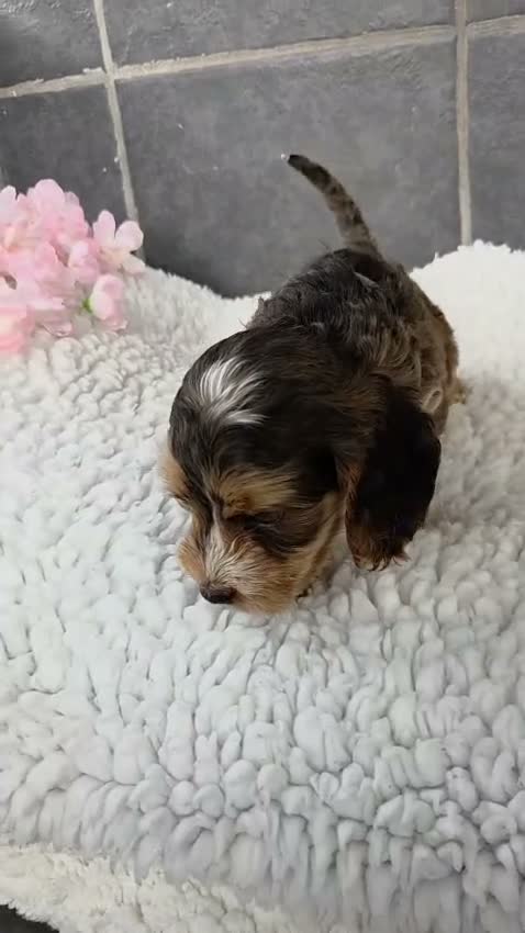 Cockapoo dogs for sale: Stunning Cockapoo Pups- Last Girl and 2 Boys - Video 2