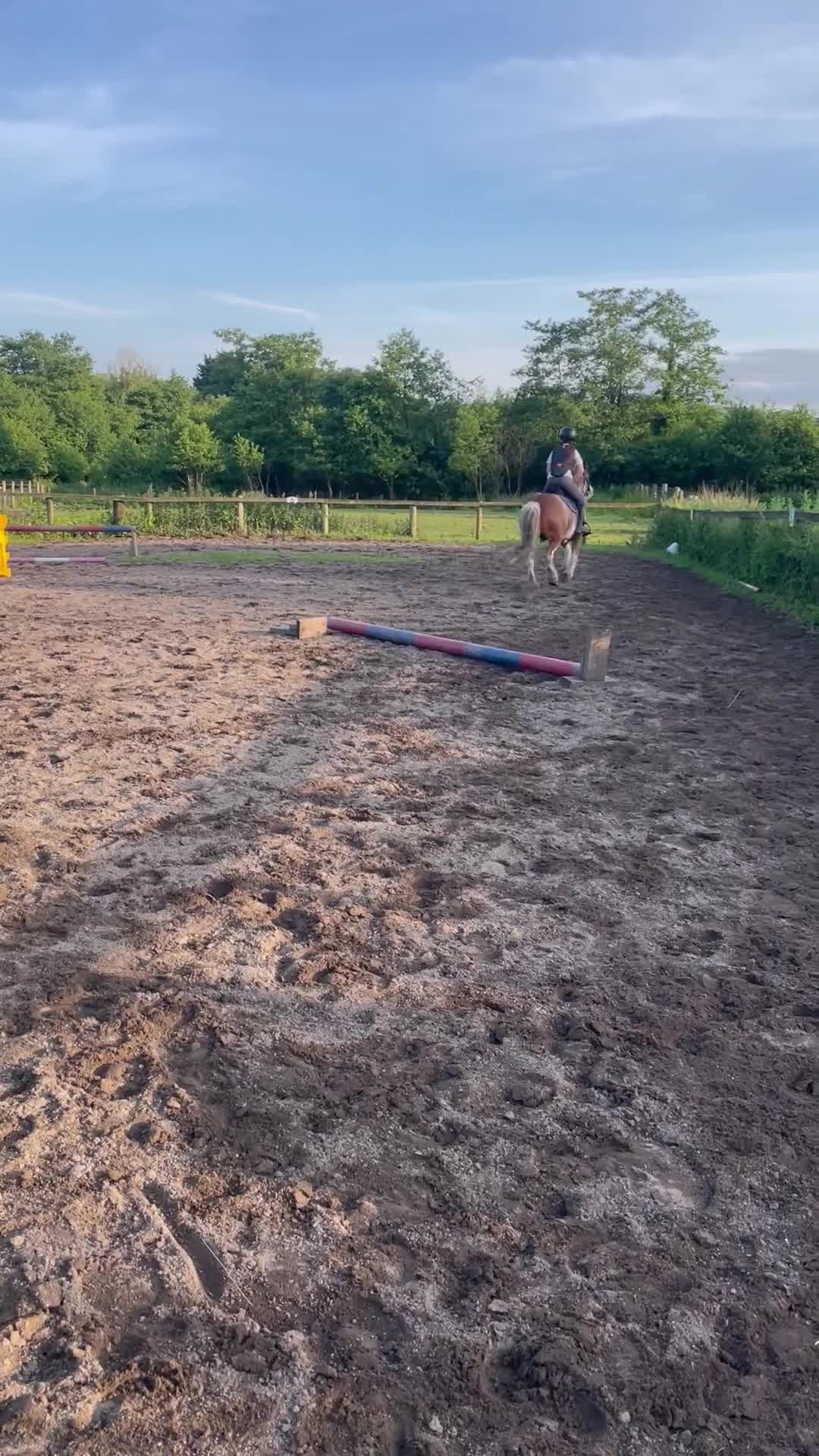 Other Breed horses for sale: 13hh blagdon gelding - Video 3