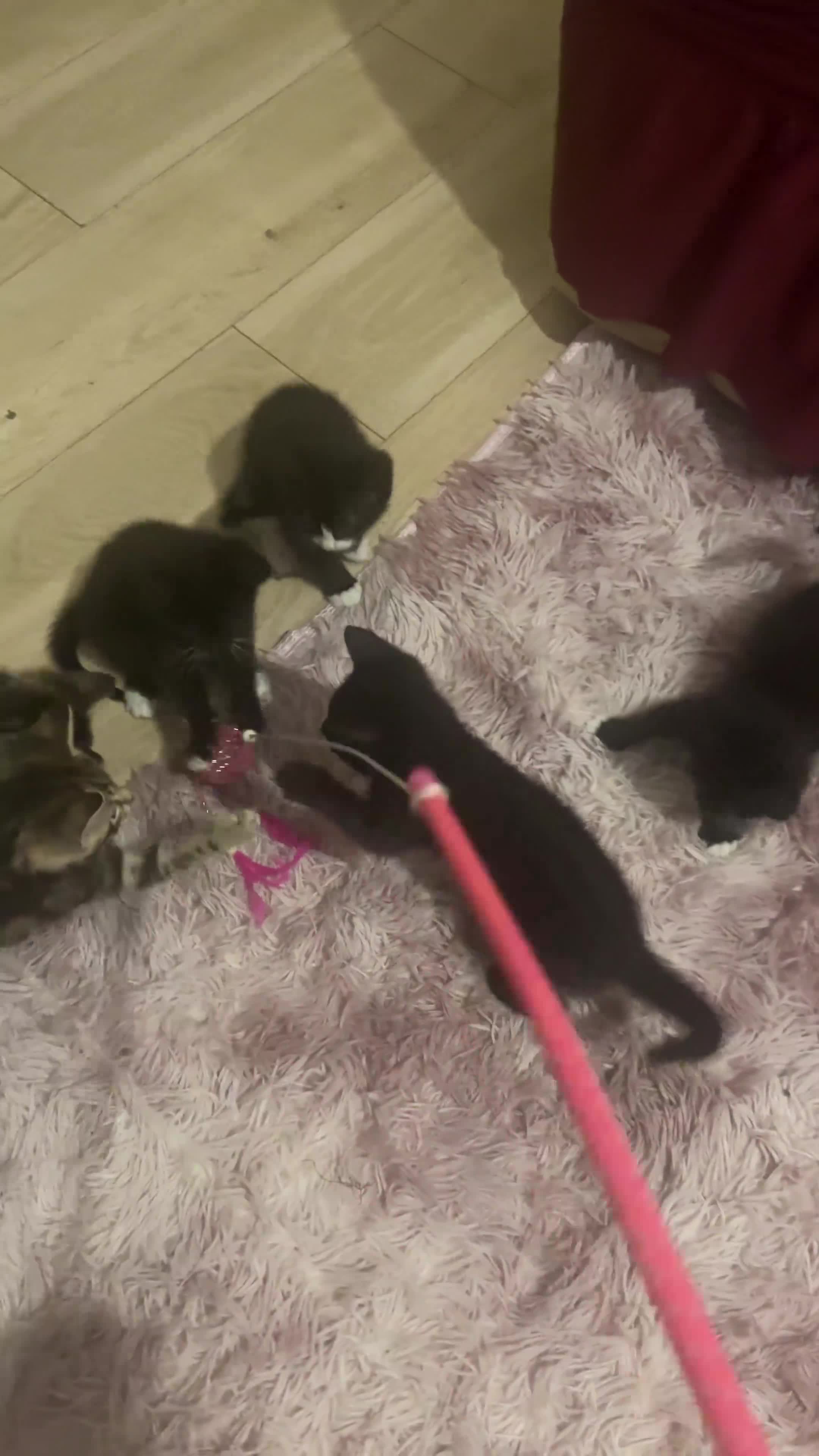 Mixed Breed cats for sale: 6 playful kitties ready to leave - Video 1