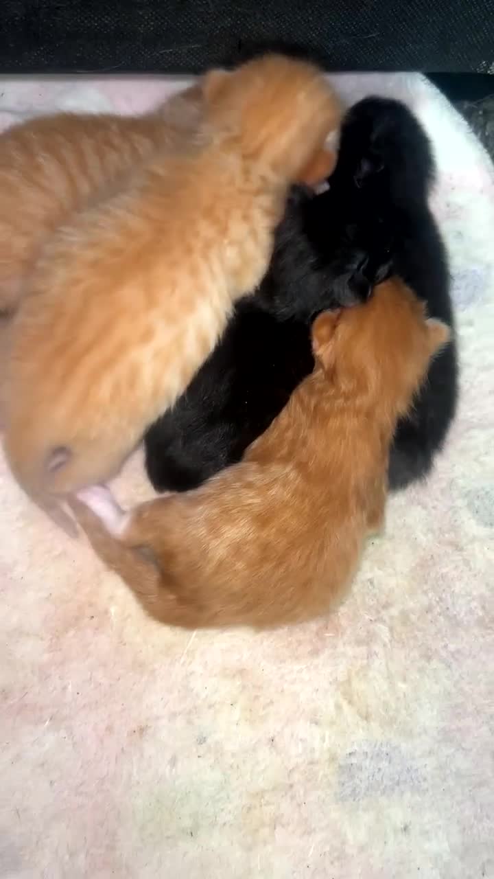 Mixed Breed cats for sale: Litter of 6 beautiful kittens  in Cupar - Video 1