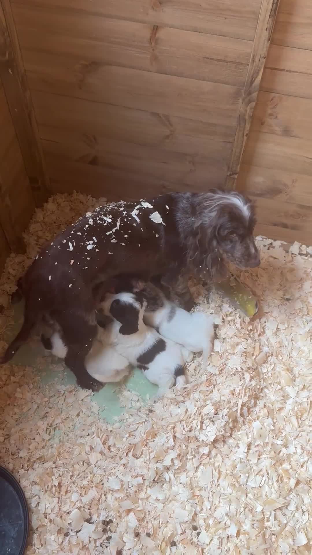 Cocker Spaniel dogs for sale: Cocker spaniel puppies (merle) for sale in Stourport-on-Severn - Video 2