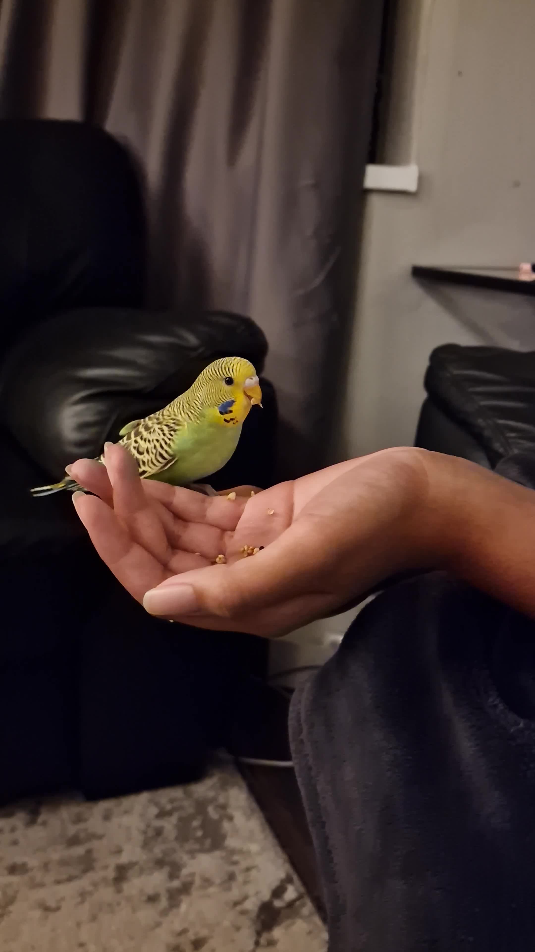 Budgerigars birds for sale: Semi-tame female budgie w/cage & accessories  - Video 1