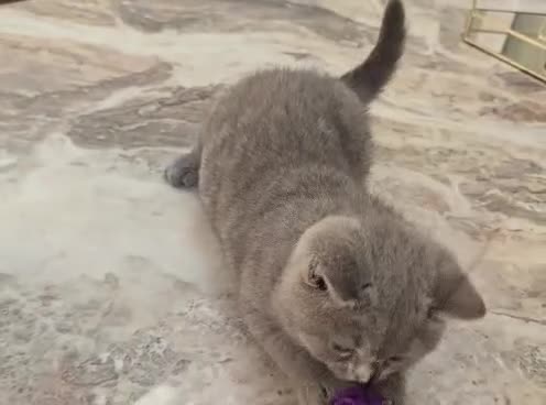 British Shorthair cats for sale: Fully Vaccinated Adorable Gorgeous BSH kittens - Video 2