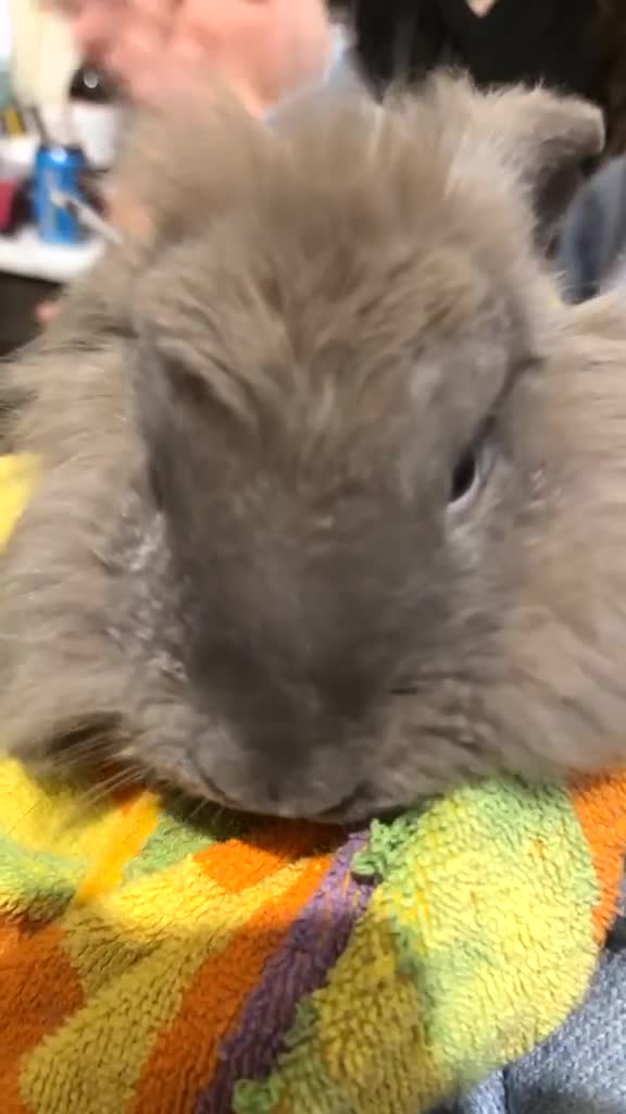 Mixed Breed rabbits for sale: Rabbits for sale  - Video 3