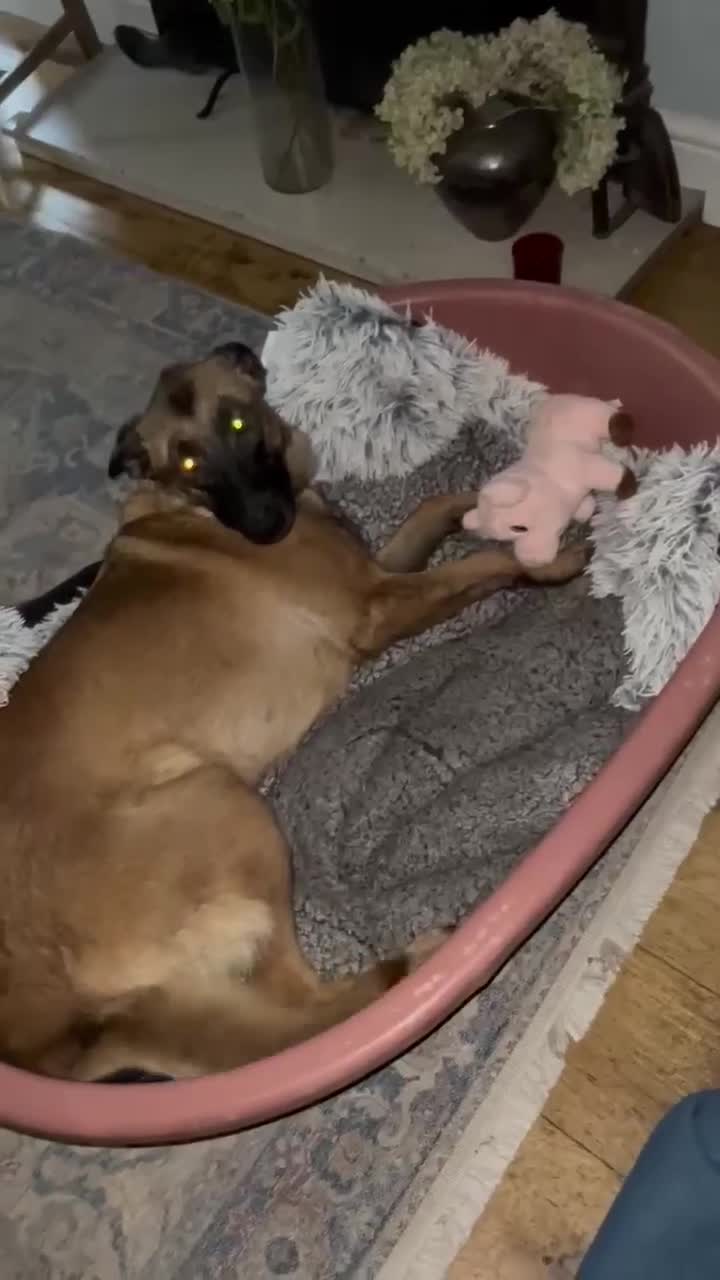 Mixed Breed dogs for adoption: Zina is looking for a loving forever home - Video 1