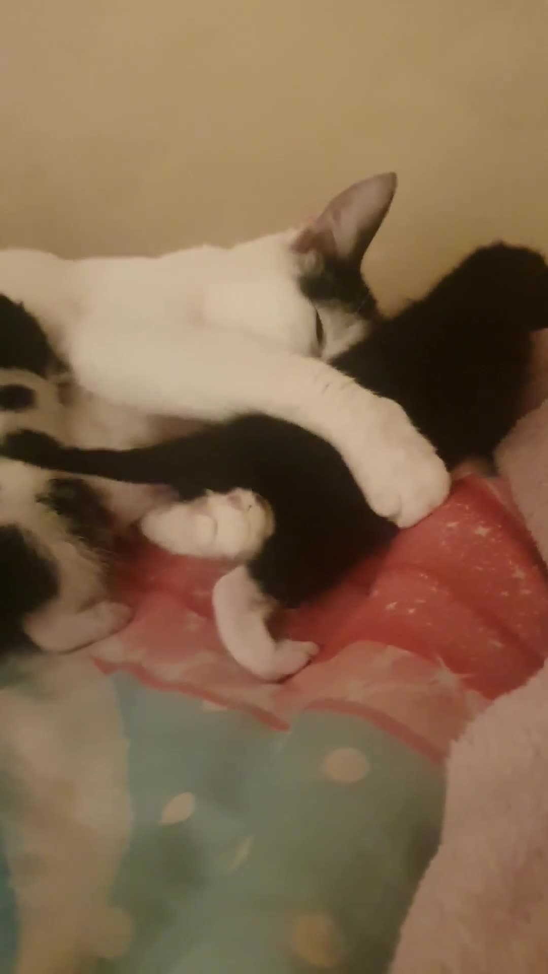 Mixed Breed cats for sale: Adorable kitten - Video 1