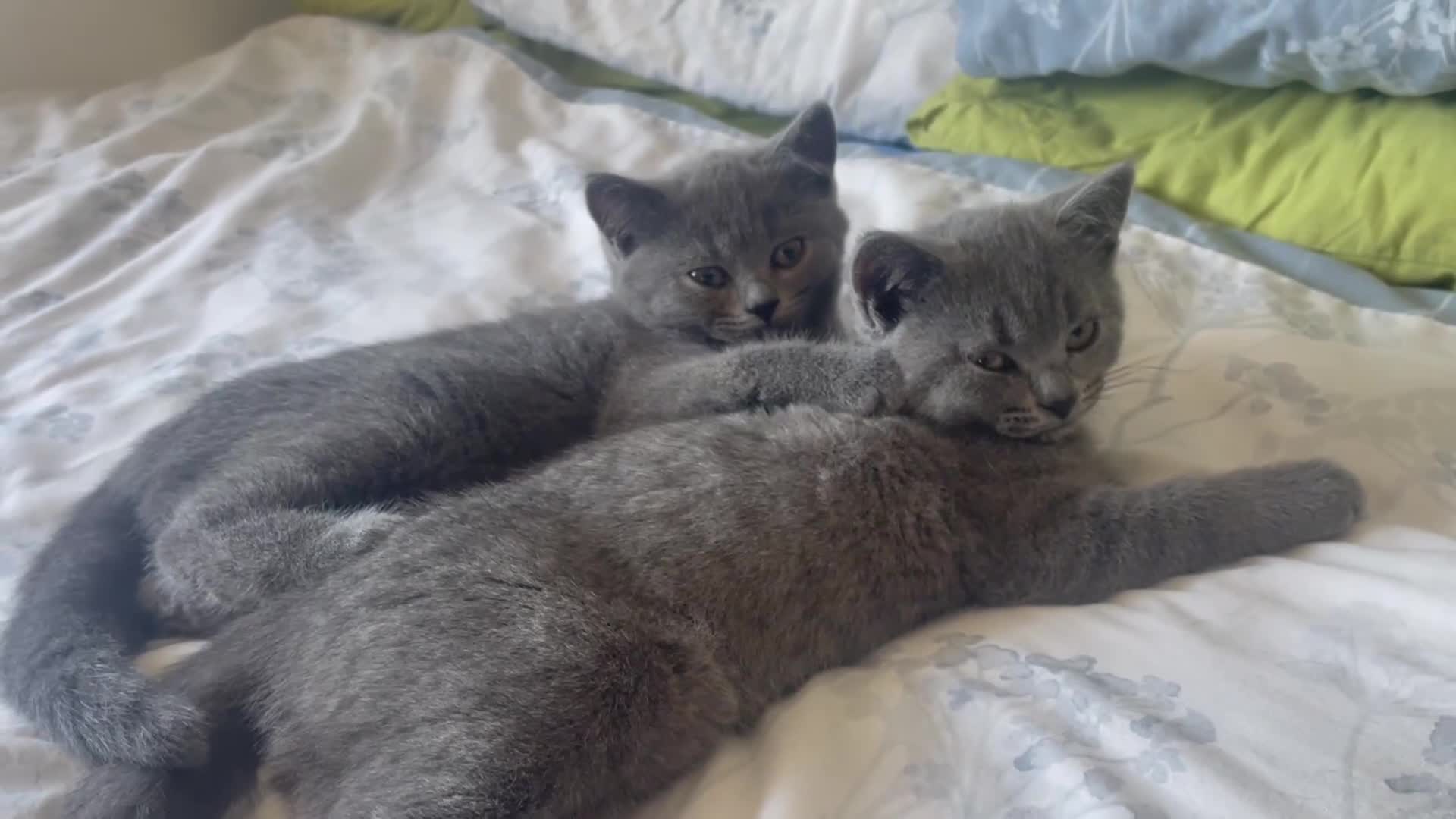 British Shorthair cats for sale: British shorthair Blue kittens - Video 1