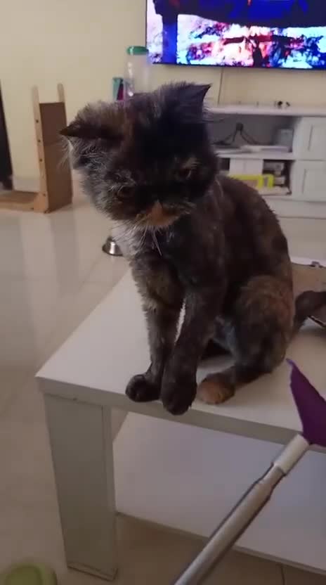 Mixed Breed cats for adoption: ELLIE -IS SHE NOT AMAZING LOOKING PERSIAN KITTEN?? - Video 2