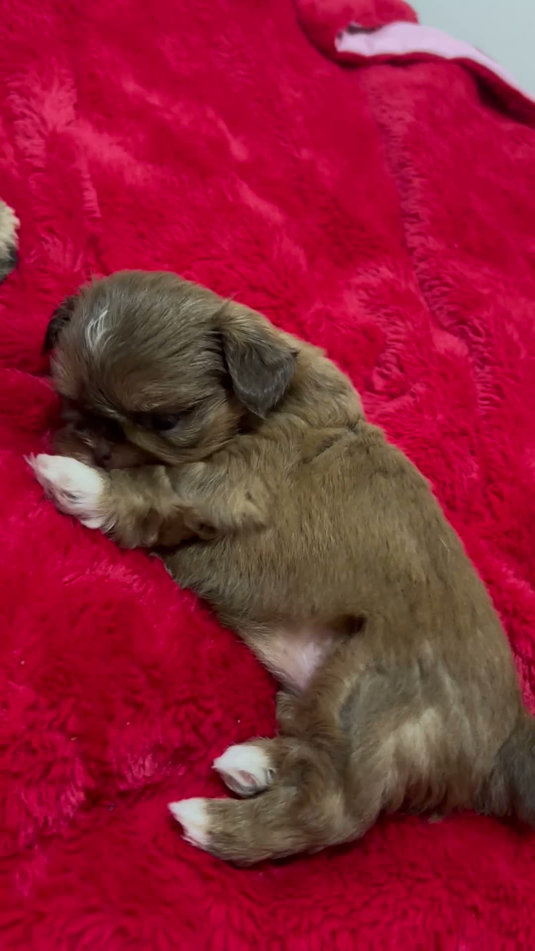 Shih Tzu dogs for sale: Imperial Shih Tzu🐾 in Liverpool - Video 1