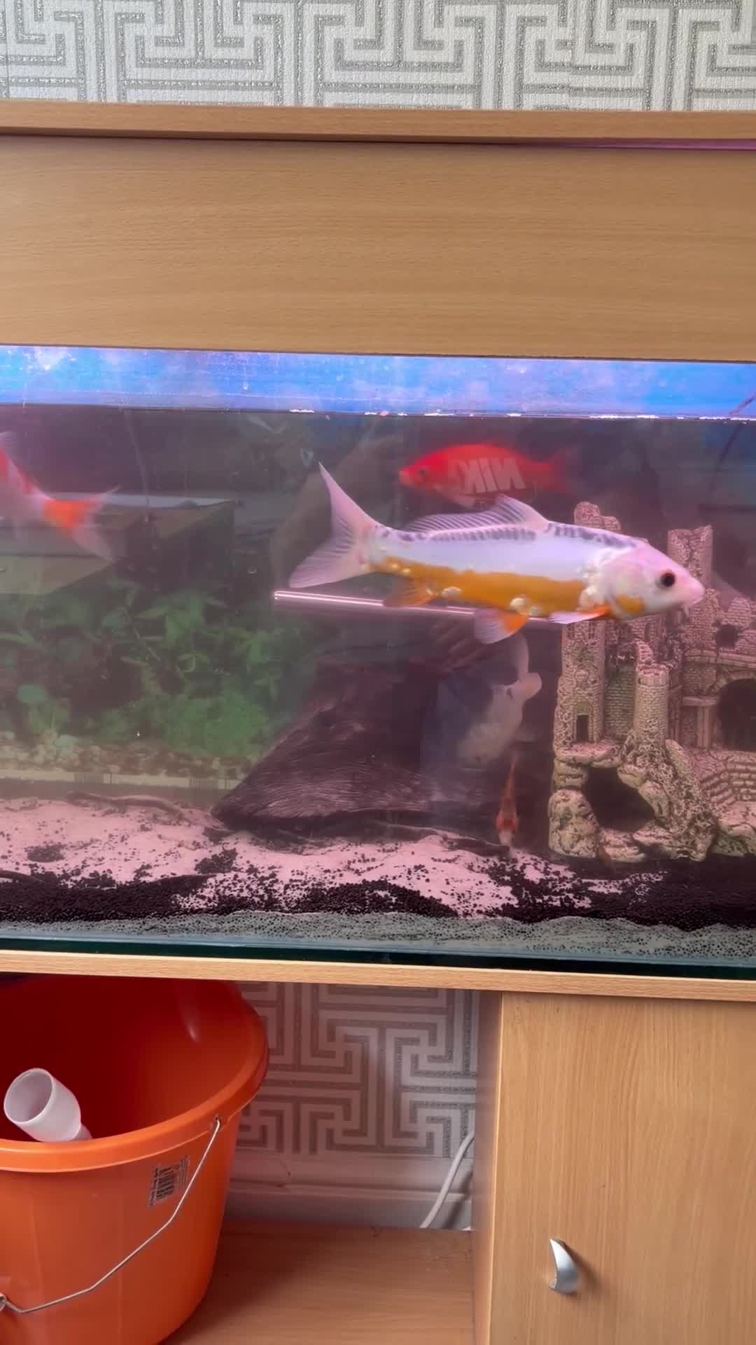 Koi Carp fish for sale: Koi japens - Video 4