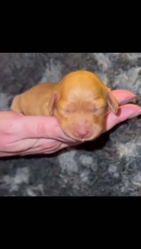 Miniature Dachshund dogs for sale: KC Reg cream L/hair Health Tested Mini Dachshund❤️ - Video 2