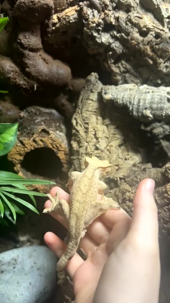 Gecko reptiles for sale: Male crested gecko - Video 1