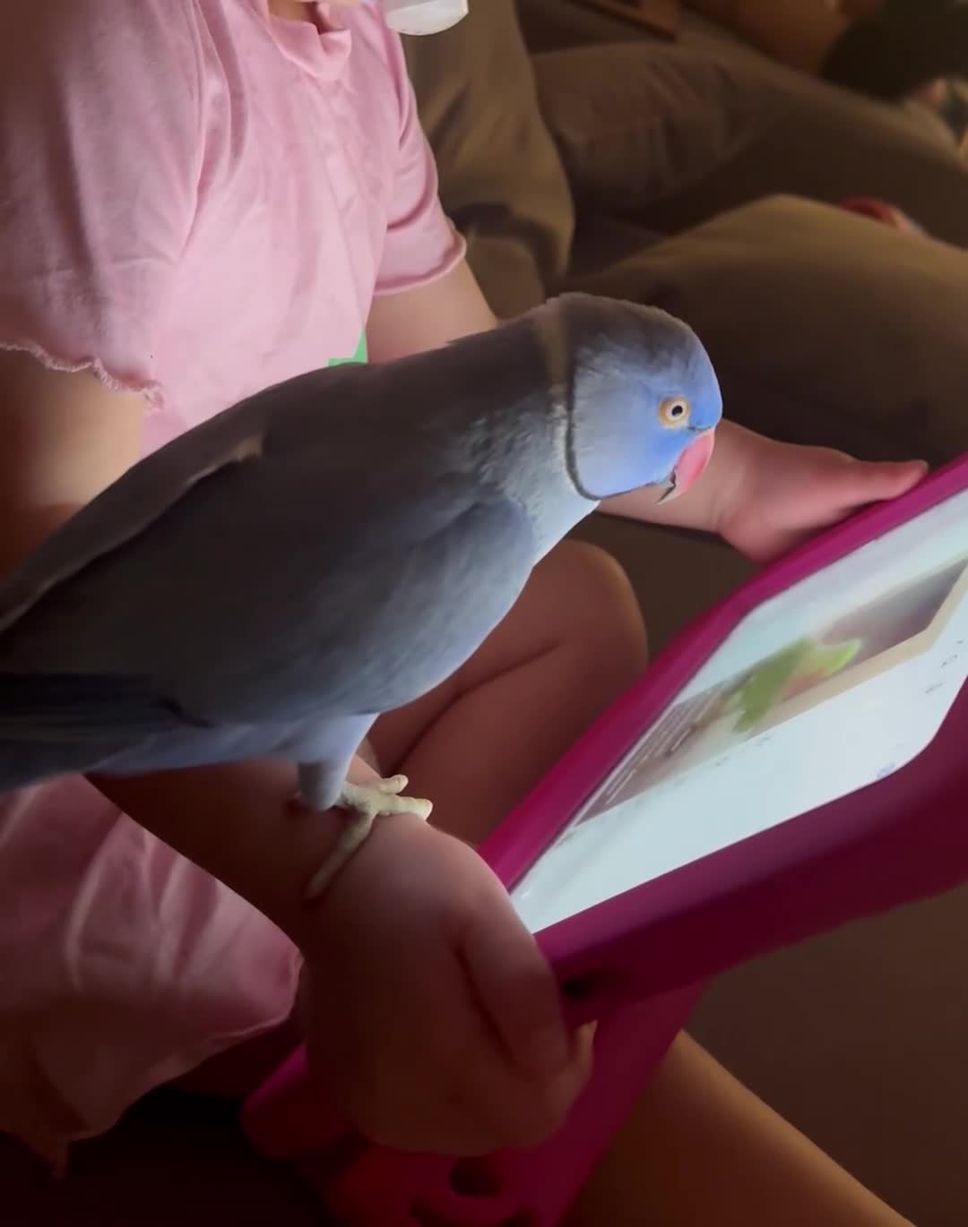 Ringnecks birds for sale: Male ringneck parrot in Warrington - Video 1