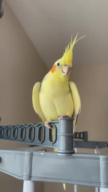 Cockatiels birds for sale: Loving male cockatiel looking for home in Reading - Video 5