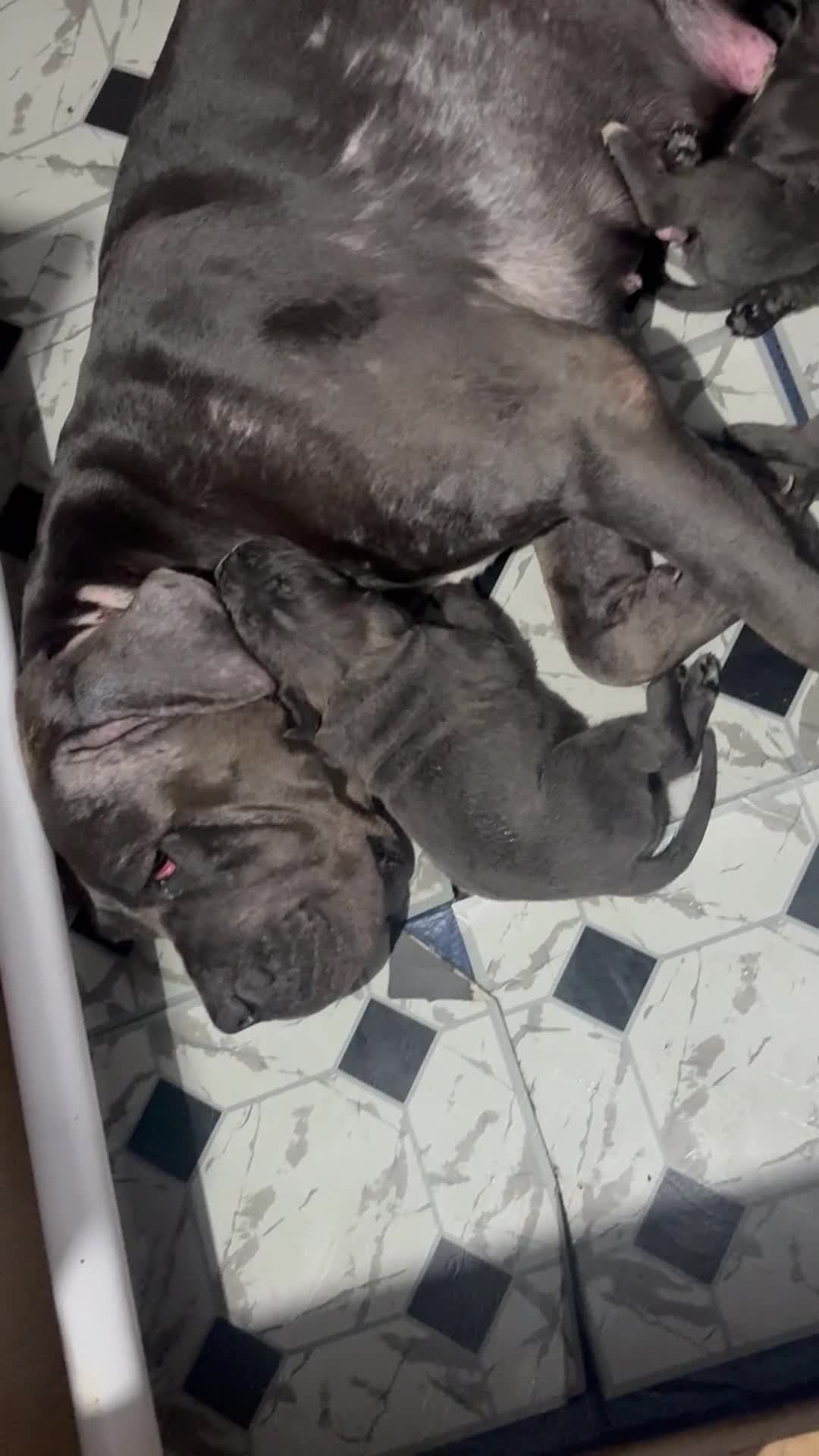 Cane Corso dogs for sale: Cane corso pups in Johnstone - Video 1