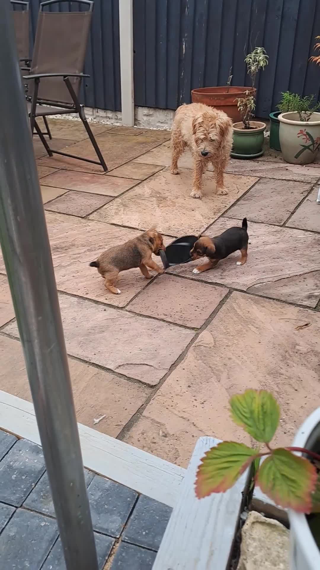 Mixed Breed dogs for sale: Border lakeland jack Russel puppies  - Video 1