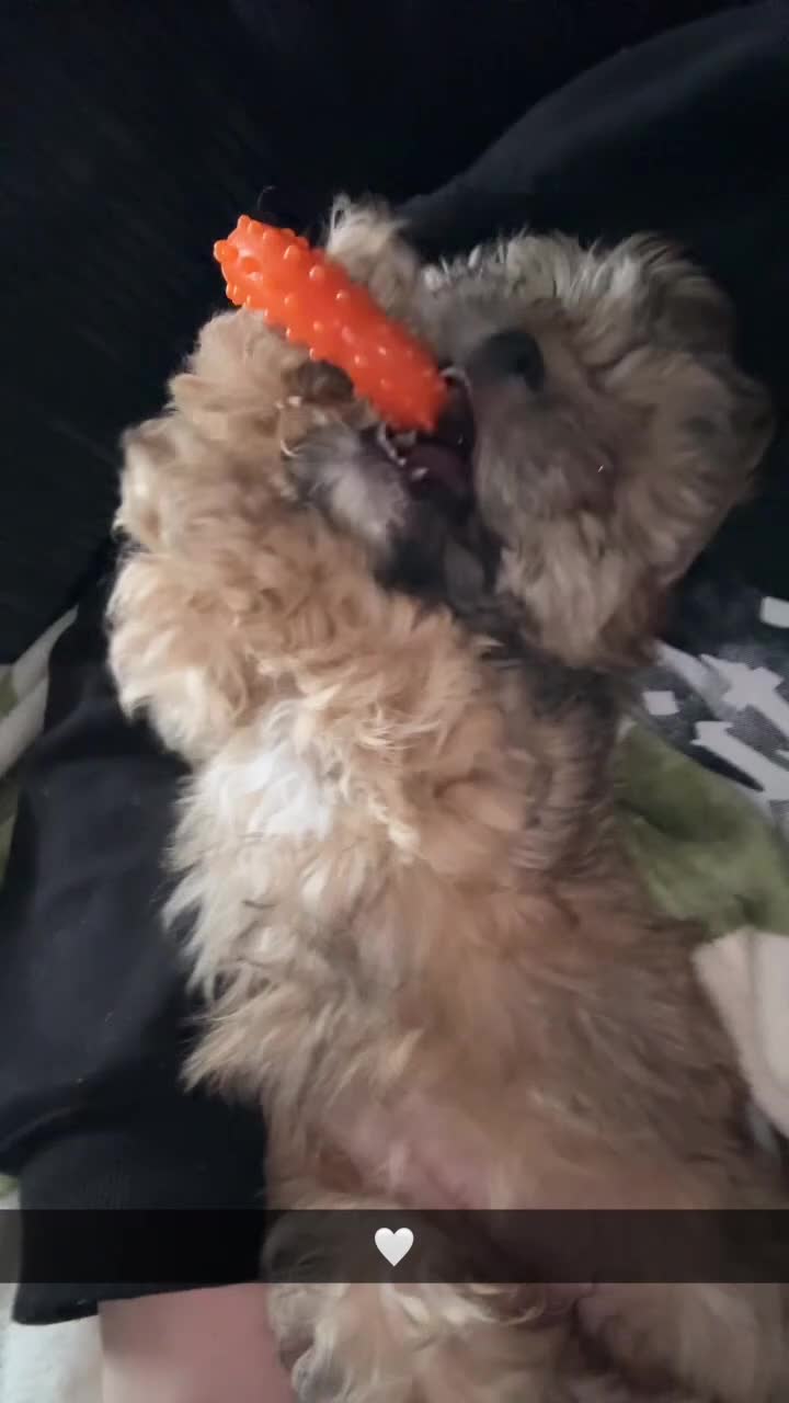 Shihpoo dogs for sale: Lovely shihpoo for rehoming - Video 3