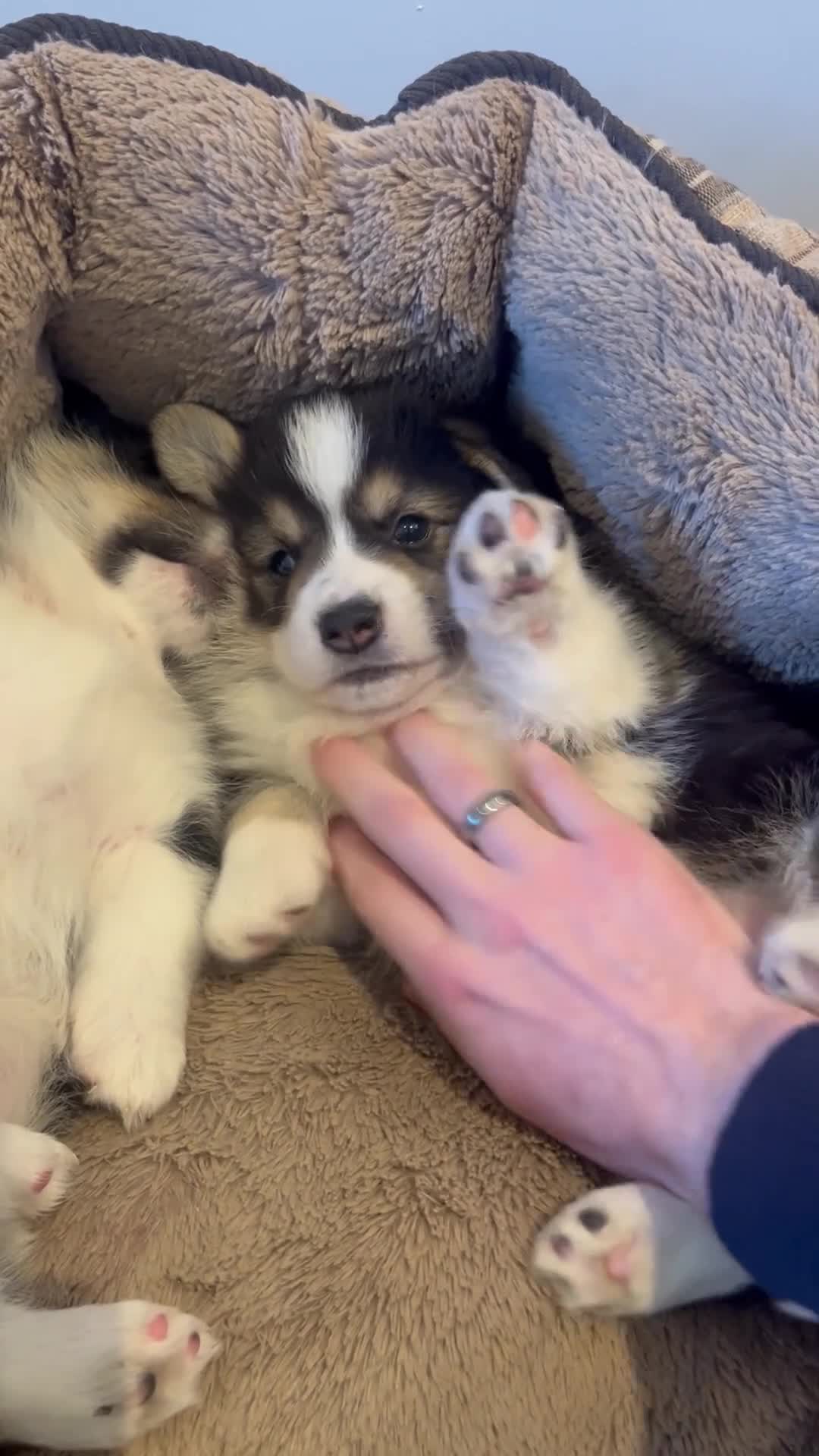 Welsh Corgi Pembroke dogs for sale: KC Pembroke Welsh Corgis (Gorgeous Tri Colour) - Video 1