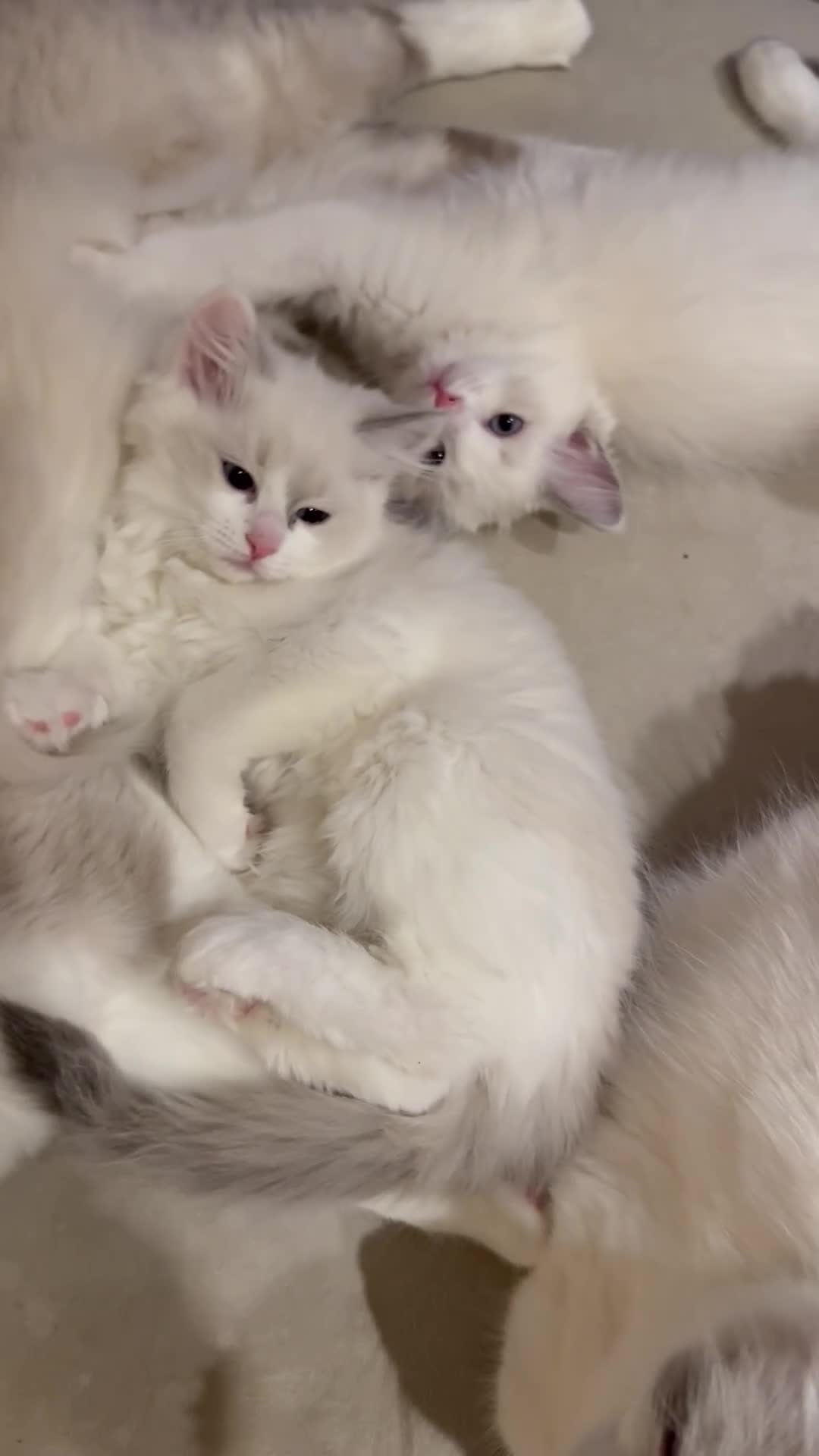 Ragdoll cats for sale: Beautiful affectionate pedigree ragdoll kittens 💙 - Video 2
