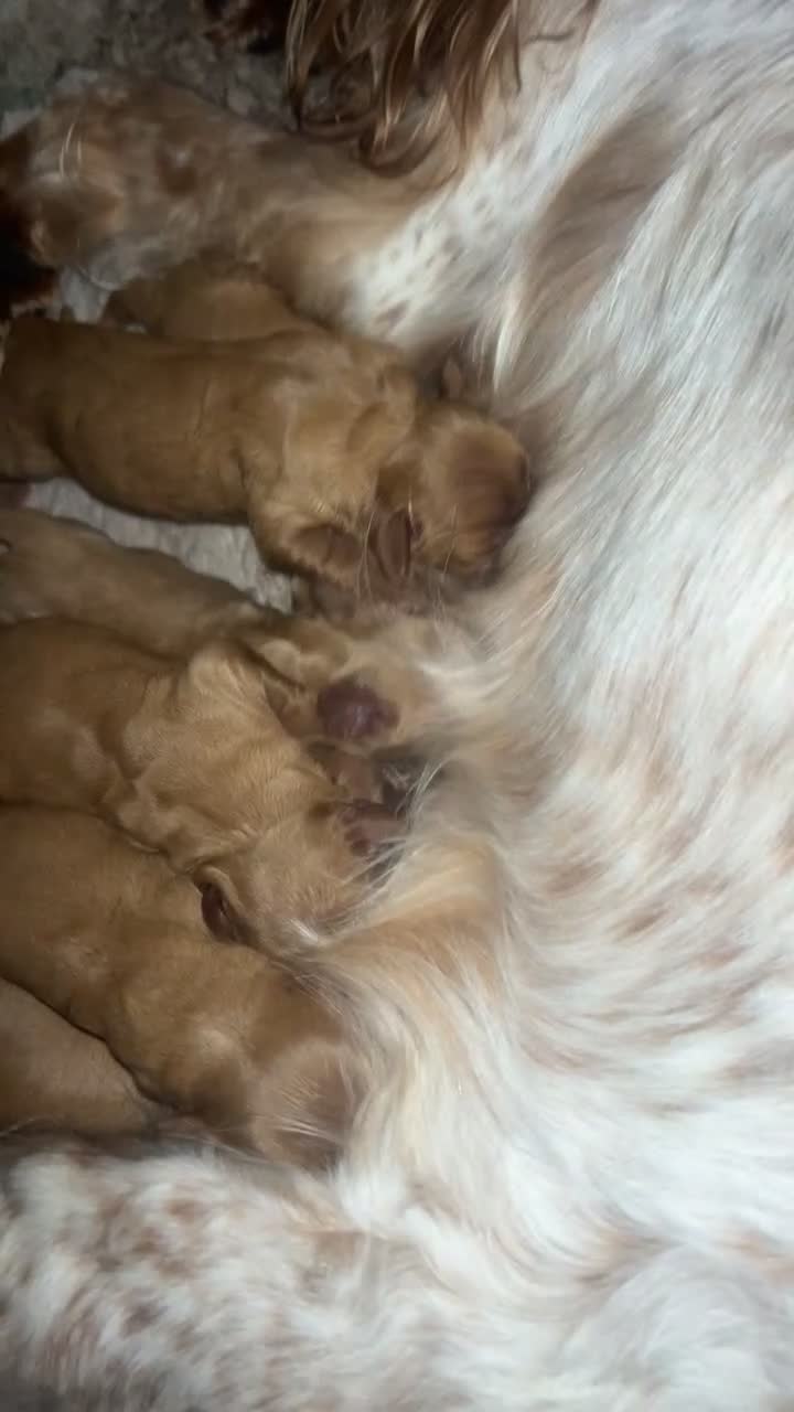 Cockalier dogs for sale: cocker spaniel King Charles spaniel pups - Video 3