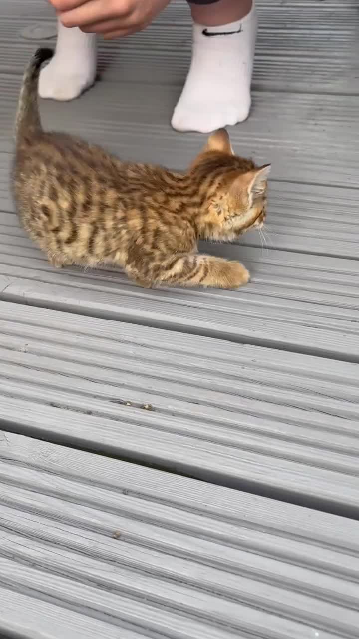 Mixed Breed cats for sale: Beautiful kittens for sale  in Nottingham - Video 3