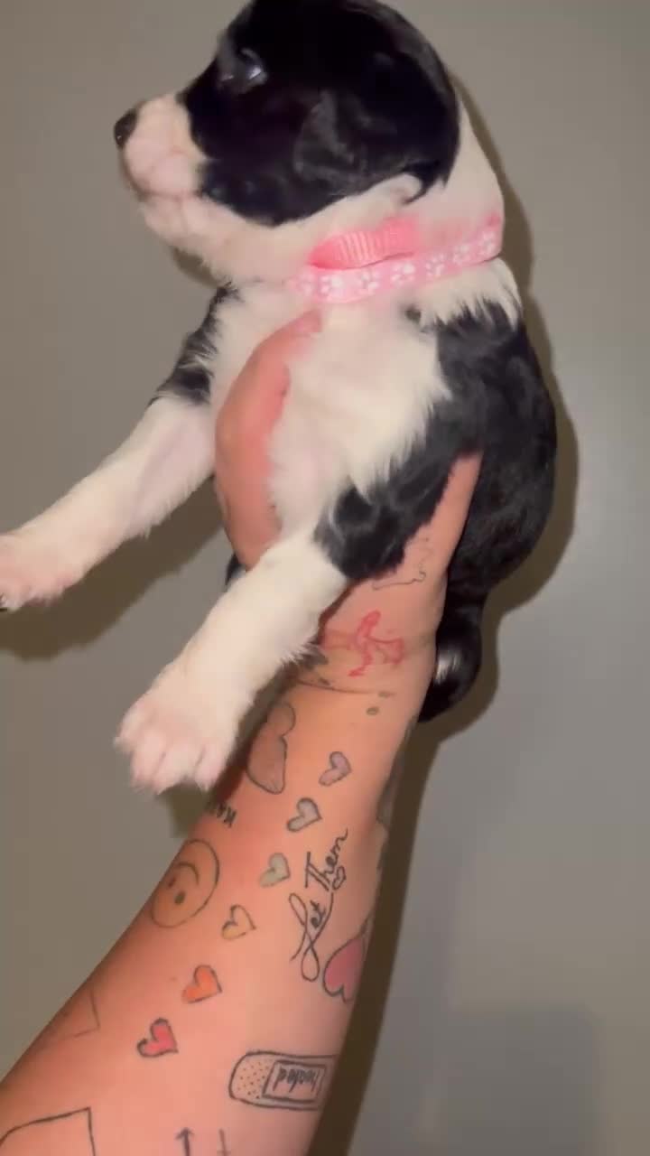 Sprollie dogs for sale: Sprollie pups for sale - Video 1