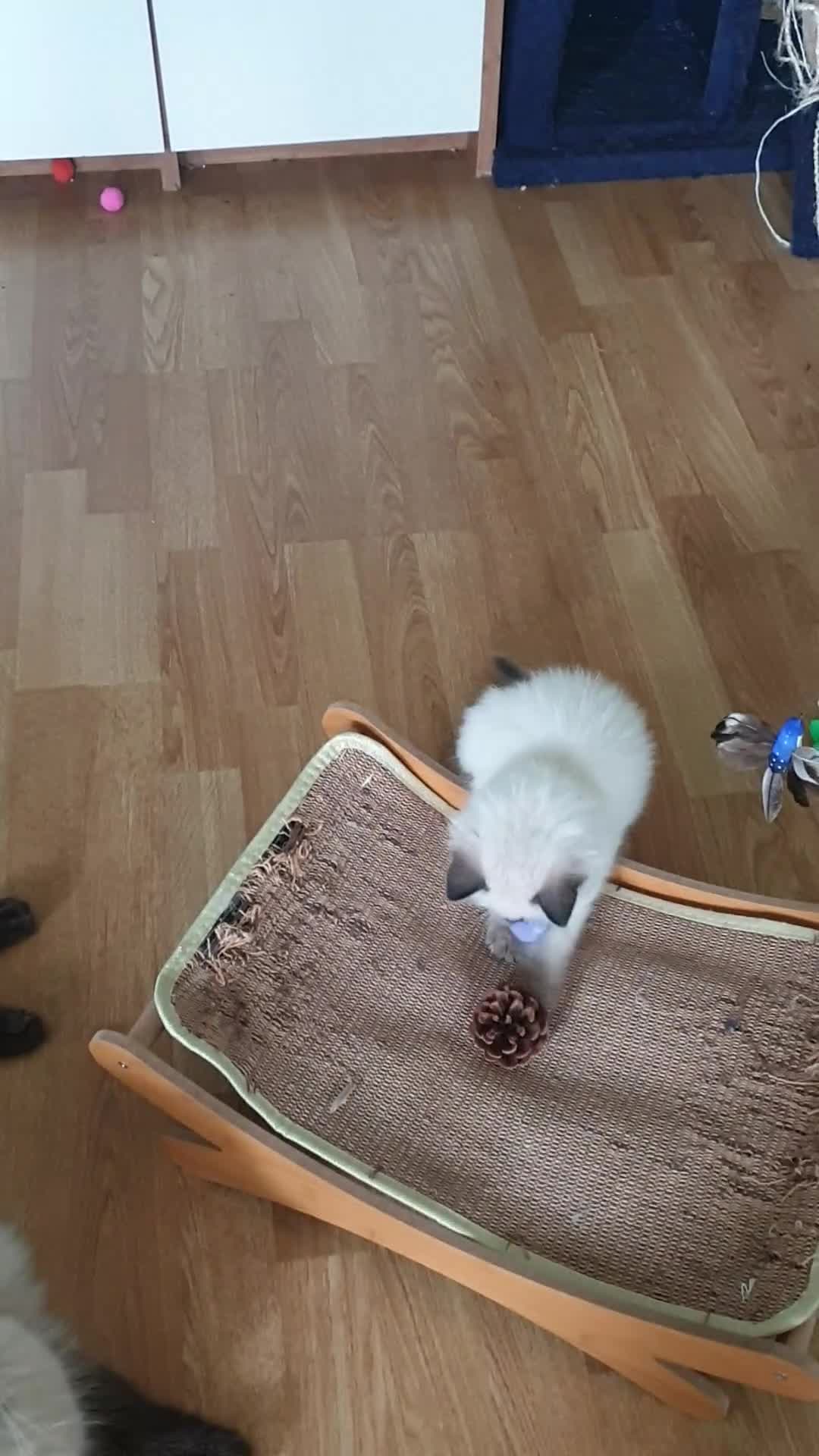 Ragdoll cats for sale: Ragdoll fluffy kittens x 4 chocolate seal point - Video 1